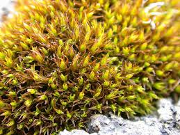 Attēlu rezultāti vaicājumam “Dichodontium pellucidum macro”