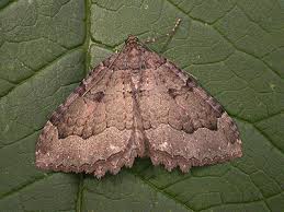 Attēlu rezultāti vaicājumam “Triphosa dubitata”