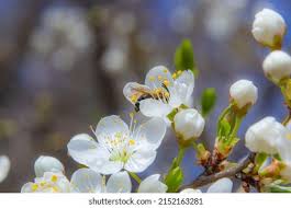 Attēlu rezultāti vaicājumam “Prunus cerasifera var. divaricata flower”