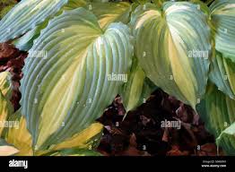 Image result for Hosta Warpaint