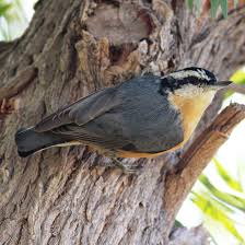 Image result for Sitta canadensis