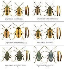 Attēlu rezultāti vaicājumam “Phyllotreta sp.”
