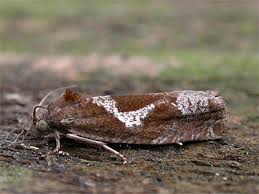 Attēlu rezultāti vaicājumam “Epiblema foenella”