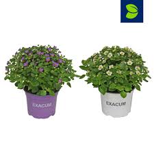 Image result for Exacum affine