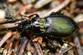 Attēlu rezultāti vaicājumam “Pterostichus oblongopunctatus”