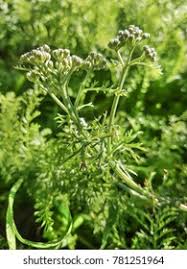 Attēlu rezultāti vaicājumam “Selinum carvifolia”