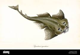 Image result for Squatina squatina