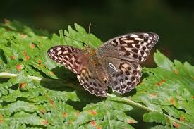 Attēlu rezultāti vaicājumam “Argynnis paphia female”