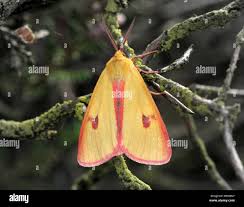 Attēlu rezultāti vaicājumam “Diacrisia sannio male”