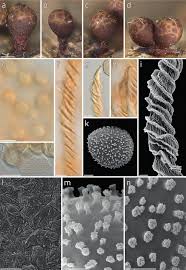 Attēlu rezultāti vaicājumam “Trichia sp.”