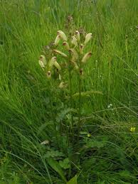 Attēlu rezultāti vaicājumam “Pedicularis sceptrum-carolinum leaf”
