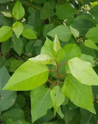 Attēlu rezultāti vaicājumam “Populus laurifolia”