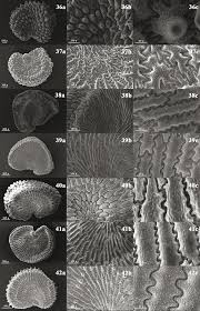 Attēlu rezultāti vaicājumam “Silene chlorantha”