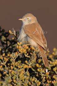 Image result for Sylvia nana