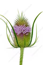Attēlu rezultāti vaicājumam “Dipsacus fullonum flower”