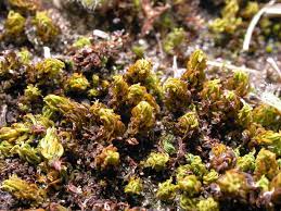 Attēlu rezultāti vaicājumam “Encalypta streptocarpa”