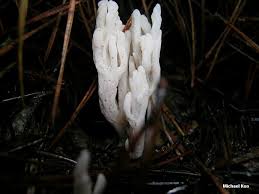 Attēlu rezultāti vaicājumam “Clavulina rugosa”