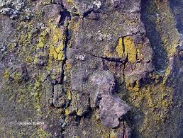 Attēlu rezultāti vaicājumam “Chrysothrix candelaris”