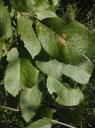 Attēlu rezultāti vaicājumam “Malus prunifolia”