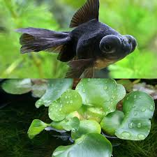 Image result for 出目金