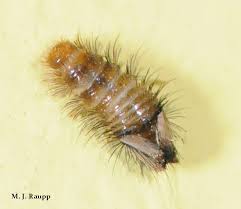 Attēlu rezultāti vaicājumam “Dermestidae”