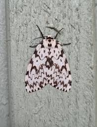 Attēlu rezultāti vaicājumam “Lymantria monacha imago”