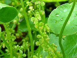 「香菇草」的圖片搜尋結果