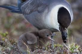 Image result for Apus pacificus