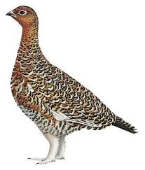 Image result for Lagopus lagopus