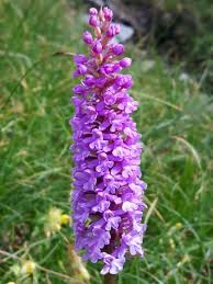 Attēlu rezultāti vaicājumam “Gymnadenia conopsea bud”
