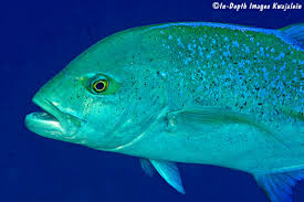 Image result for Caranx melampygus