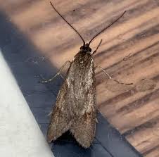 Attēlu rezultāti vaicājumam “Diurnea lipsiella”