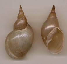 Attēlu rezultāti vaicājumam “Lymnaea stagnalis”