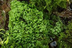 Attēlu rezultāti vaicājumam “Pellia endiviifolia sporophyte”