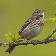 Attēlu rezultāti vaicājumam “Anthus trivialis”