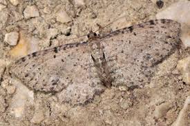 Attēlu rezultāti vaicājumam “Anticollix sparsata”