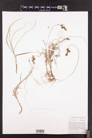 Attēlu rezultāti vaicājumam “Carex arenaria  leaf”