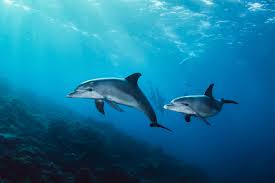 Image result for Durley Dolphin Diver