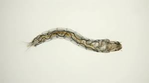 Attēlu rezultāti vaicājumam “Chironomidae larvae”