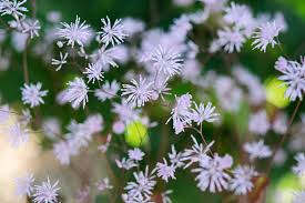 Attēlu rezultāti vaicājumam “Thalictrum aquilegifolium fruit”