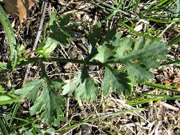 Attēlu rezultāti vaicājumam “Peucedanum oreoselinum”