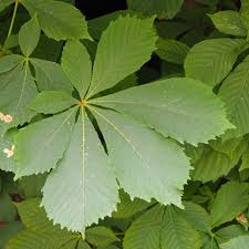 Attēlu rezultāti vaicājumam “Aesculus hippocastanum leaf”