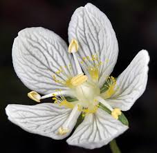 Attēlu rezultāti vaicājumam “Parnassia palustris”