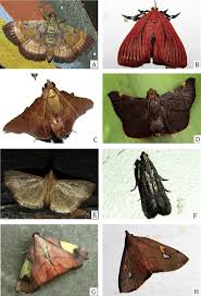 Attēlu rezultāti vaicājumam “Pyralididae”