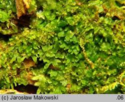 Attēlu rezultāti vaicājumam “Riccardia latifrons”