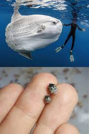 Image result for Mola mola