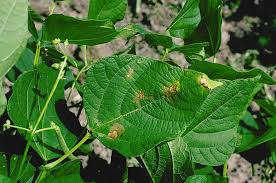 Attēlu rezultāti vaicājumam “Rhizomnium punctatum sporophyte”