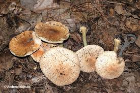 Attēlu rezultāti vaicājumam “Lepiota aspera”