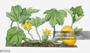 Attēlu rezultāti vaicājumam “Cucurbita pepo fruit”