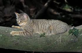 Attēlu rezultāti vaicājumam “Felis silvestris catus adult”